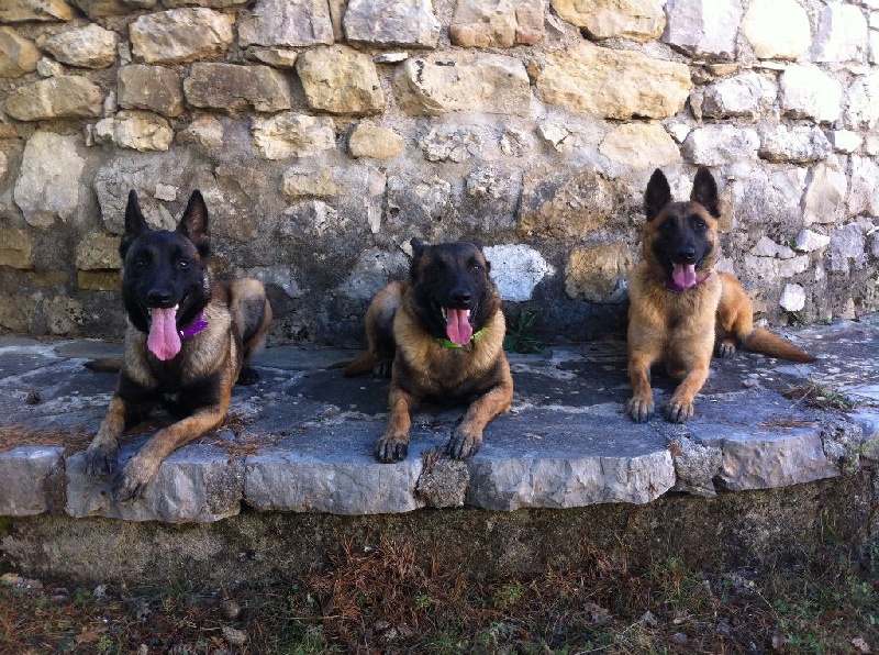 les chiens