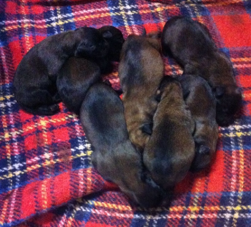 les chiots